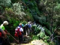 Mogán programa la segunda ruta de Senderismo 2013 desde San Bartolomé hasta Ayagaures