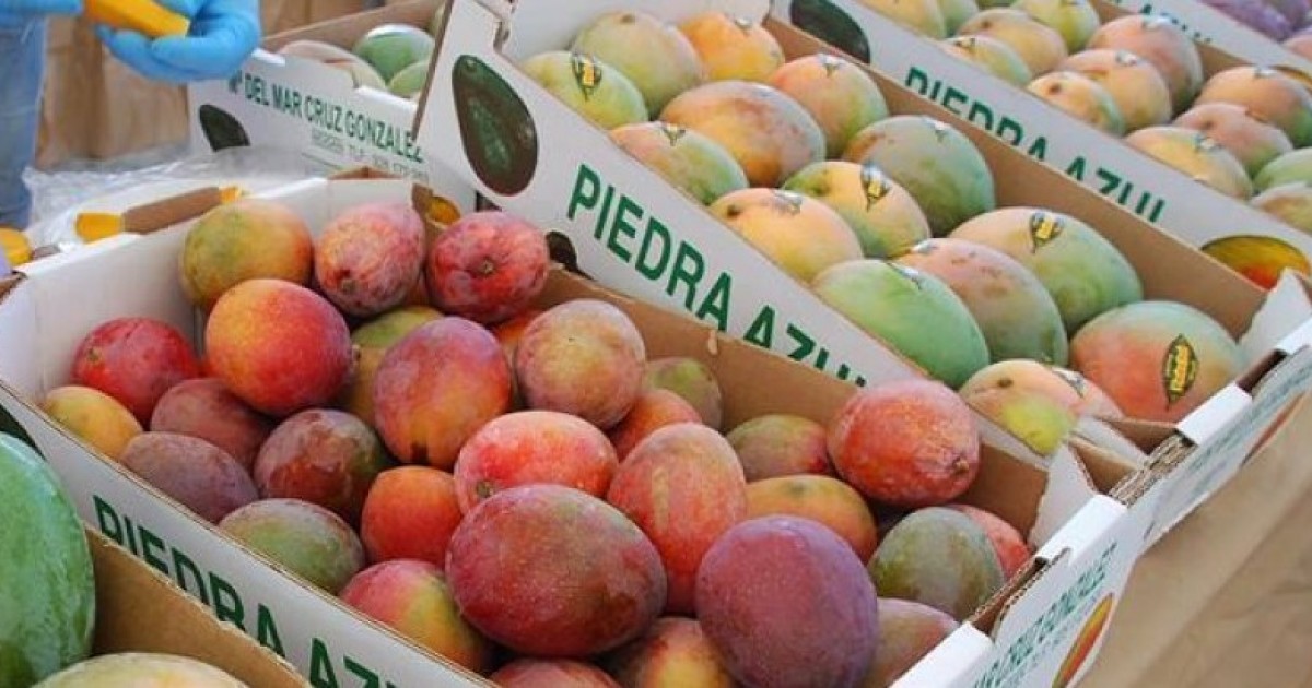Mogán acogerá un curso sobre el cultivo del mango y un curso de manipulador de productos fitosanitarios en marzo