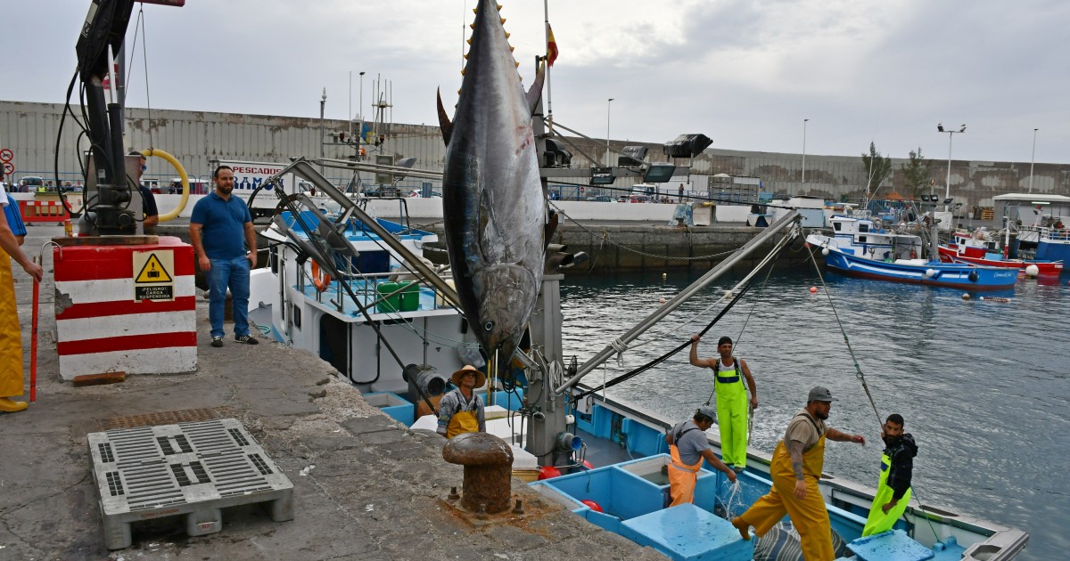 Los marineros de Mogán capturan unas 8 toneladas y 32 piezas en las dos primeras jornadas de la campaña de pesquería del atún rojo de 2018