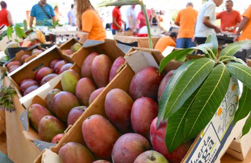 La III Feria del Mango y Aguacate de Verano de Mogán se consolida con más de 5.000 asistentes