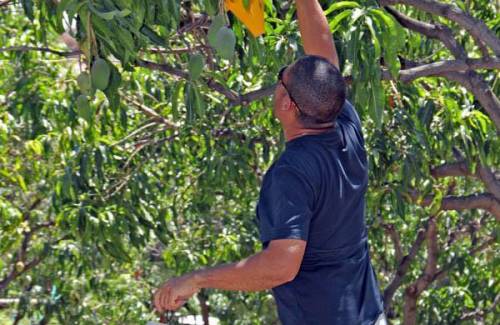 En marcha la octava campaña del Ayuntamiento de Mogán contra la mosca de la fruta