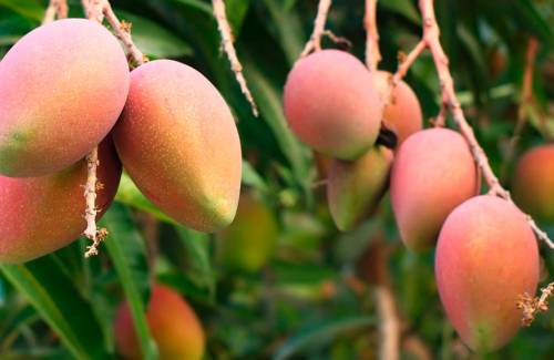 Mogán celebrará un curso sobre poda e injerto del Mango