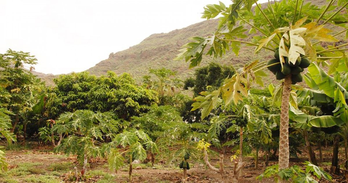 Mogán ha aumentado en 36 hectáreas su superficie de cultivos subtropicales en los dos últimos años