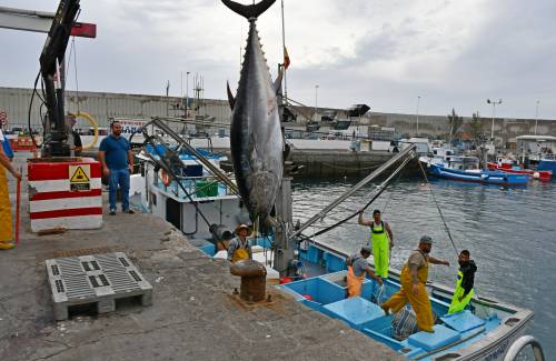 Los marineros de Mogán capturan unas 8 toneladas y 32 piezas en las dos primeras jornadas de la campaña de pesquería del atún rojo de 2018