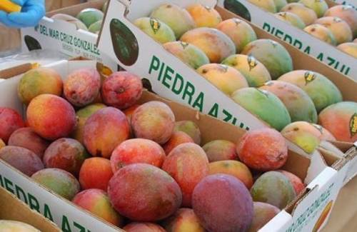 Mogán acogerá un curso sobre el cultivo del mango y un curso de manipulador de productos fitosanitarios en marzo