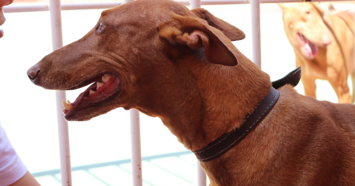 Concurso de podencos y test de conducta canina el 9 de junio en el casco de Mogán