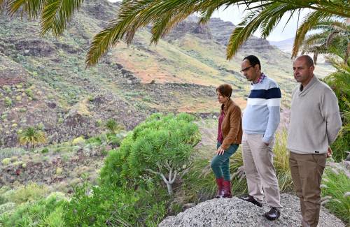 Mogán lidera en Gran Canaria la limpieza y reforestación de barrancos a través del Fondo Verde Forestal del Cabildo