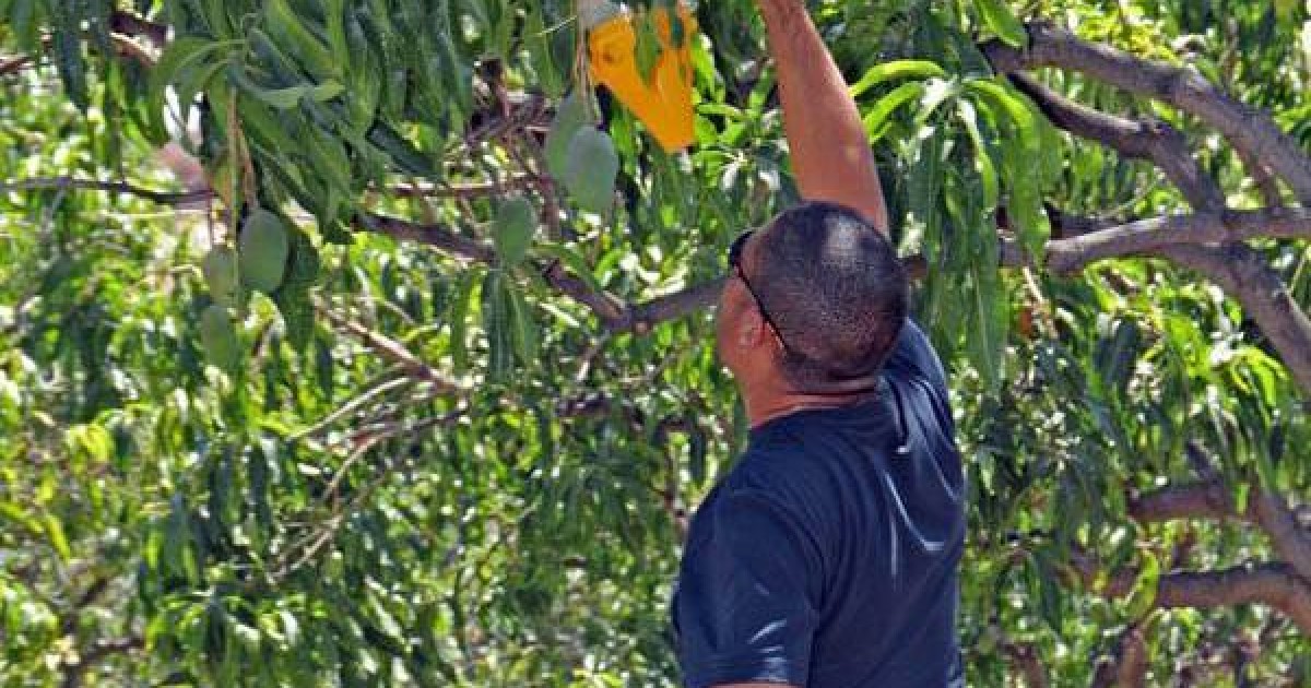 Mogán subvenciona mosqueros para la cuarta campaña de control de la mosca de la fruta