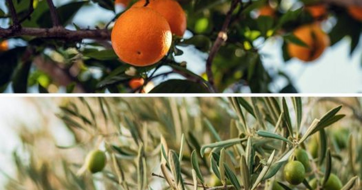 83 agricultores de Mogán se benefician de la primera campaña contra la polilla de cítricos y olivos