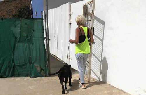 Mogán devuelve los 6 perros incautados en Playa del Cura