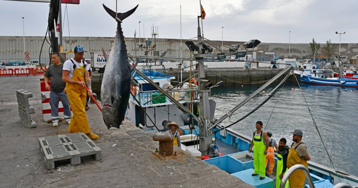 Mogán celebra el aumento de la cuota de captura de atún rojo