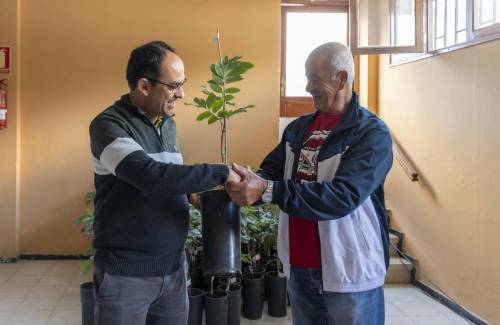 El Ayuntamiento de Mogán entrega árboles de longan a 99 agricultores